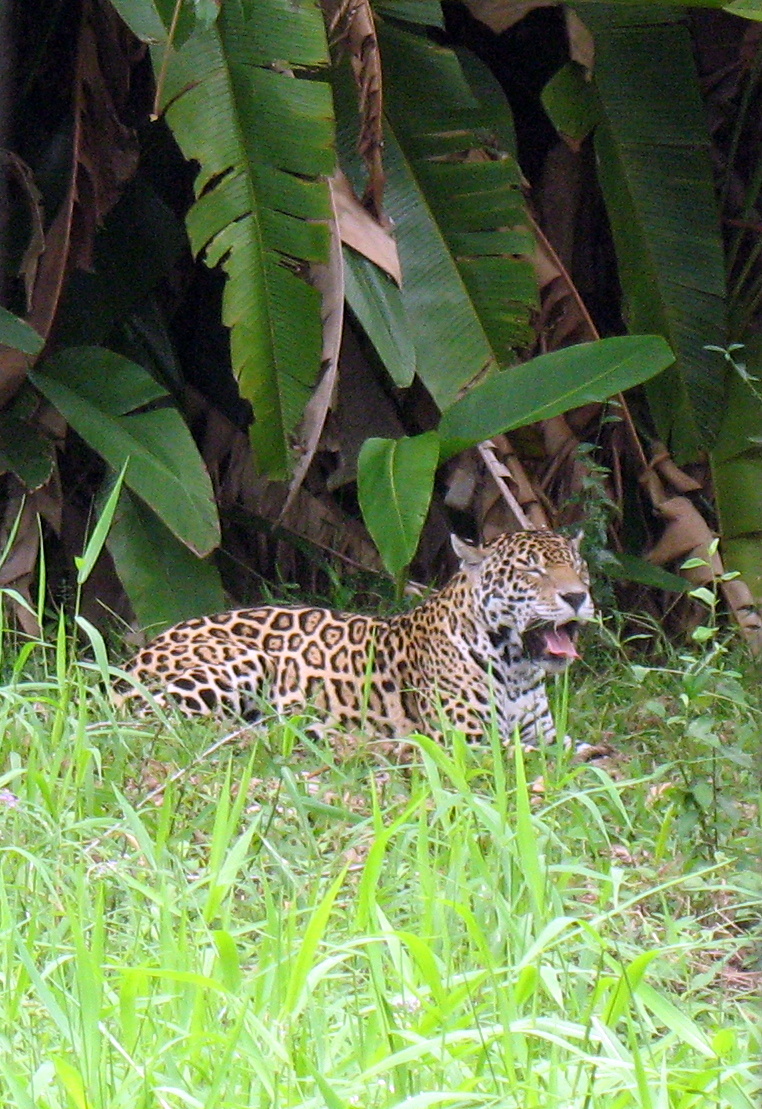 jaguar