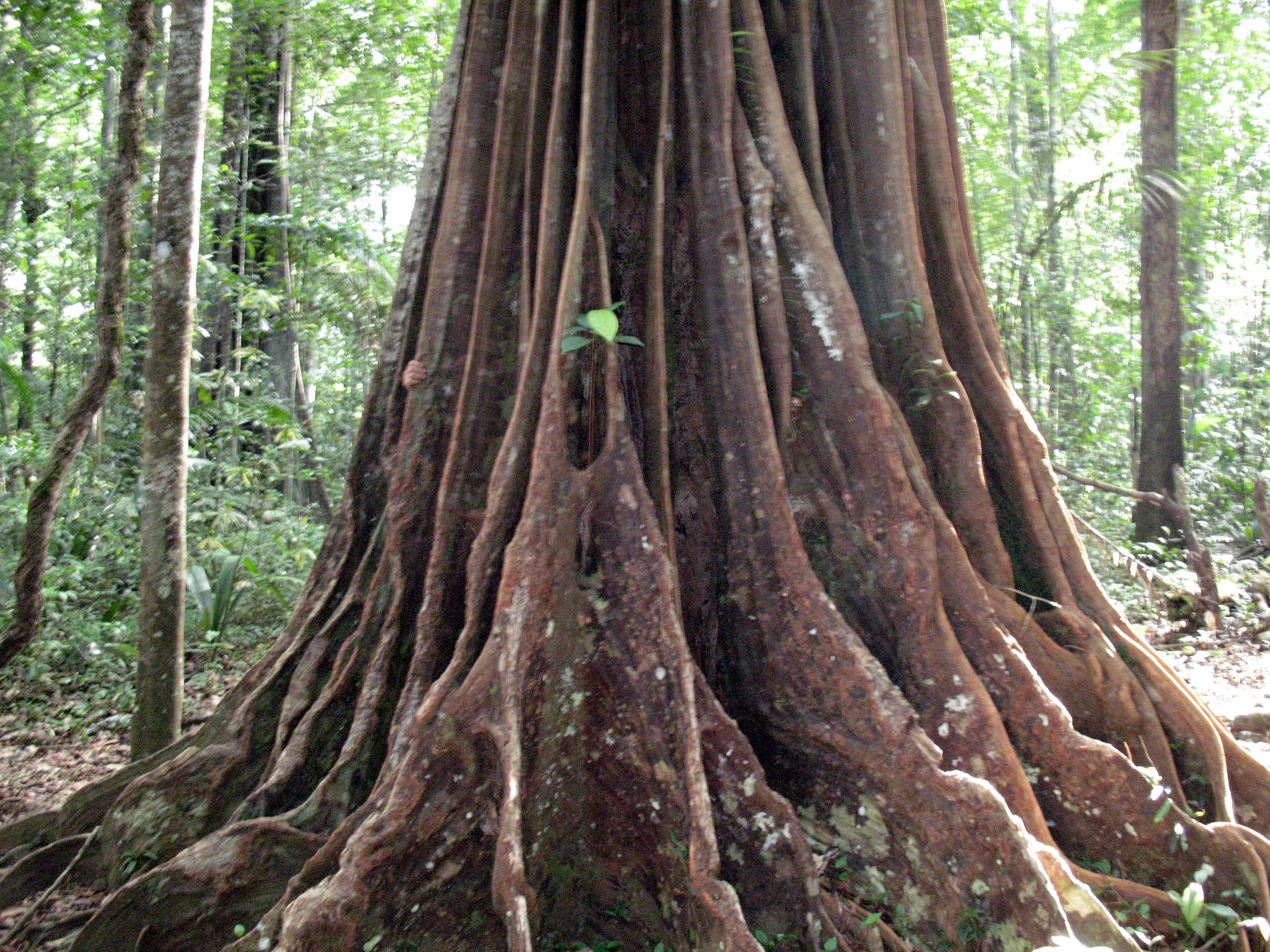 arbre cathédrale (lorsque'on donne un coup sur son tronc, cela résonne très fort)