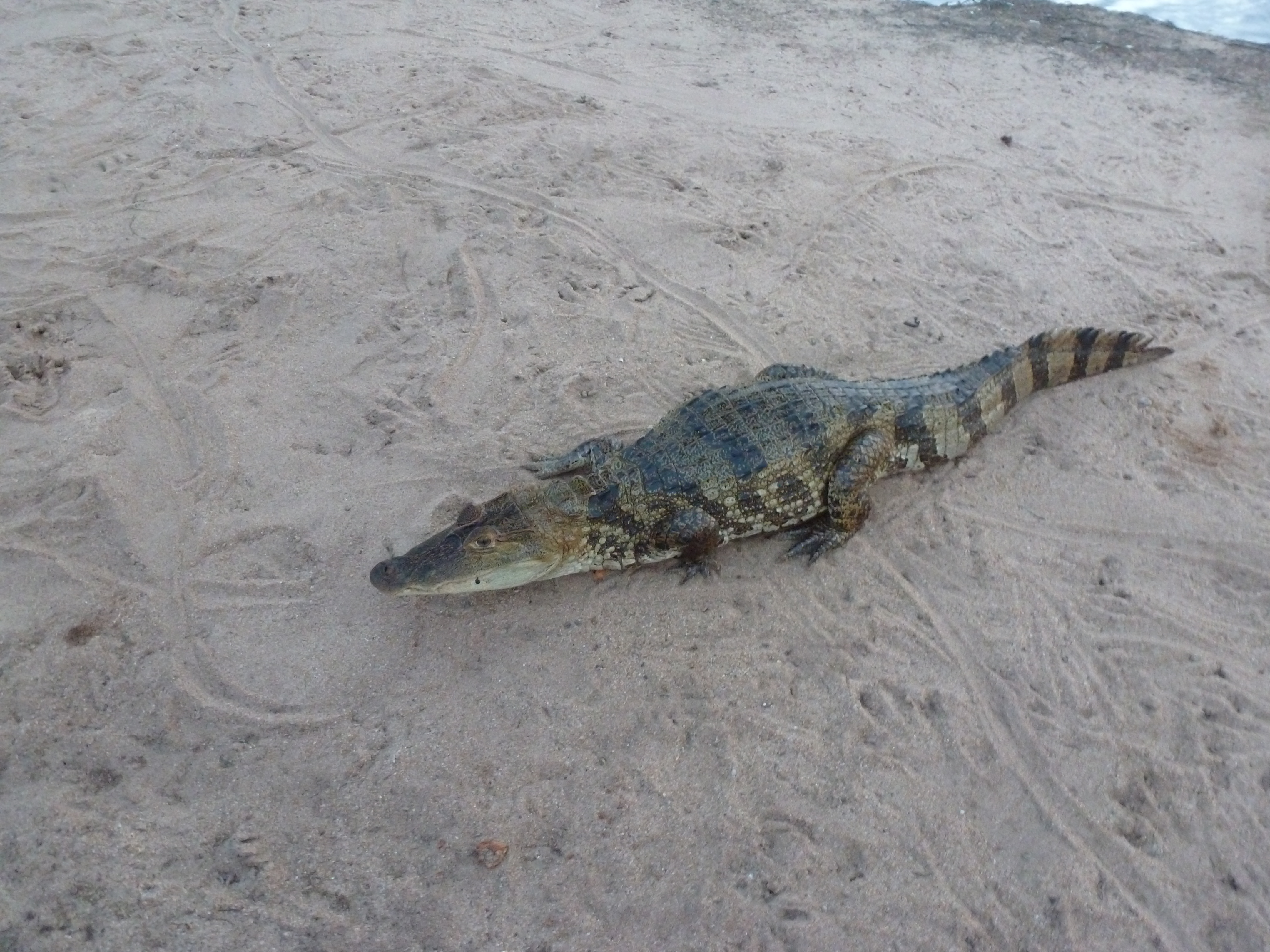 Un caïman juste à côté du restaurant