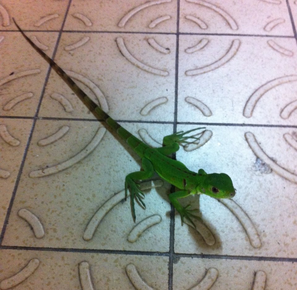 Petit iguane juste à al sortie du bureau