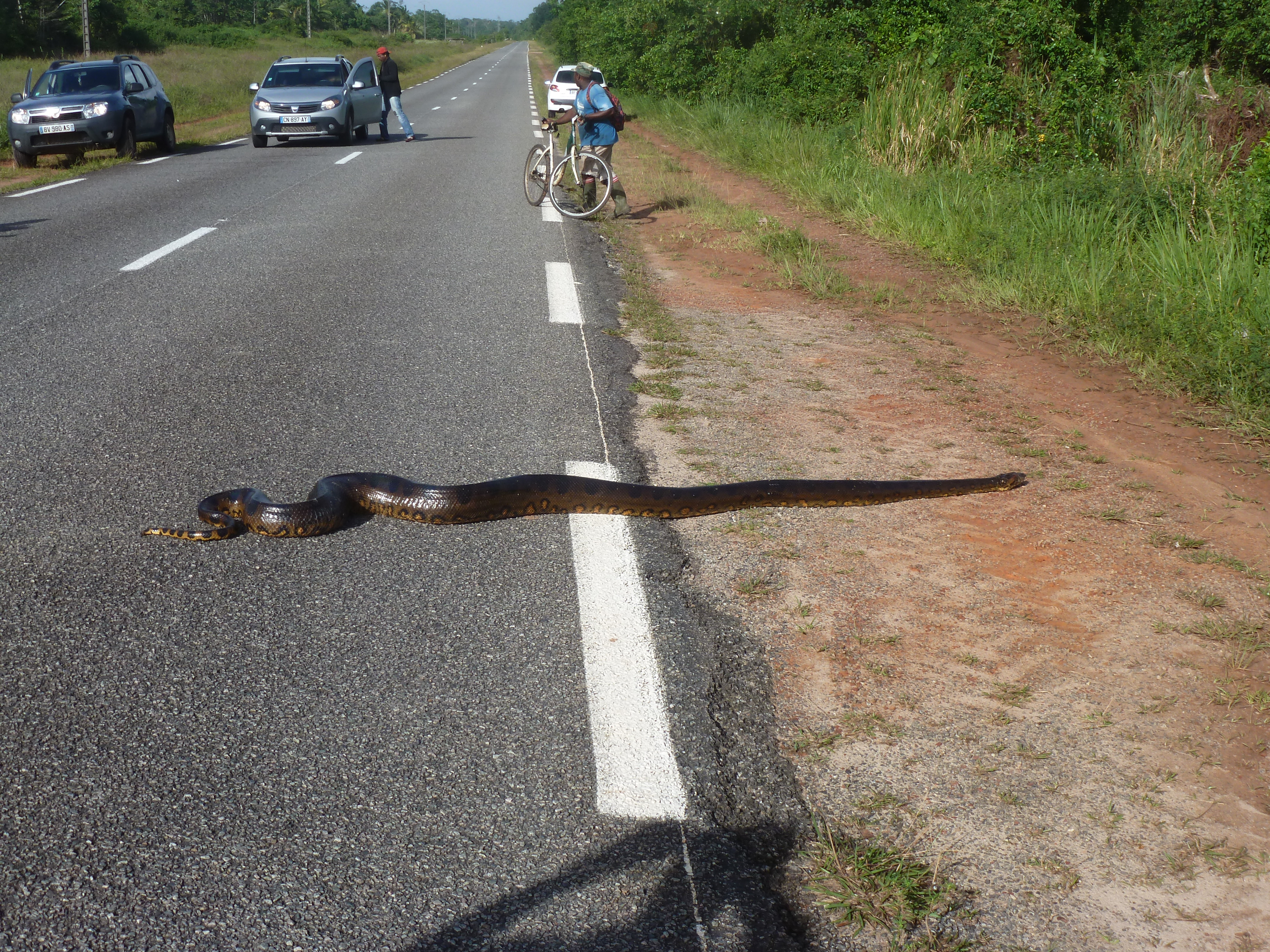Un serpent vu par une de mes collègues sur la route