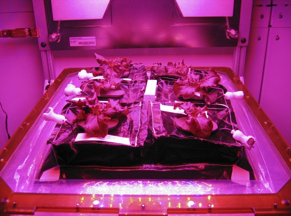 Une version prototype de Veggie avec des plantes de laitue romaine rouge (source : NASA / Gioia Massa)